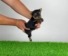 Yamba - Yorkshire Terrier Angebotener Welpe