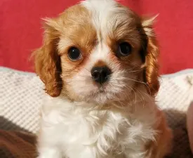 Glenn - Cavalier king Charles spaniel Szczenię na sprzedaż