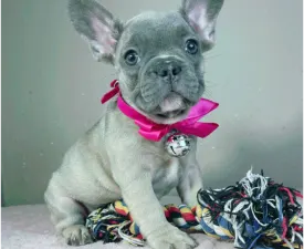 Jessica  - Francia bulldog eladó kiskutya