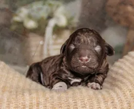 Curly Stars Of Dreams Vibe Spirit  - Romagna Water Dog Puppy for sale