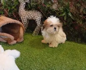 Shih Tzu Bella - Shih Tzu Puppy for sale