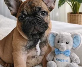 Edgard - French Bulldog Puppy for sale
