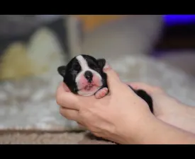 Csillag ( Vixen ) - Boston Terrier Angebotener Welpe
