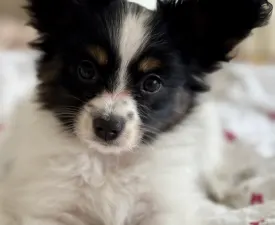 Angyali Pillangó Bíborka - Papillon Puppy for sale
