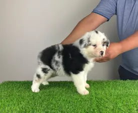 Roxy - Australian Shepherd Cucciolo in vendita