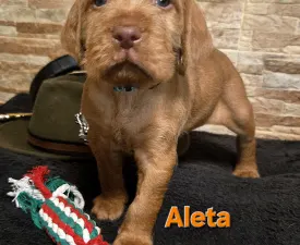 Aleta Vom Hunnenkessel - Drótszőrű magyar vizsla eladó kiskutya