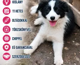 Beverly - Border Koli Štenci na prodaju