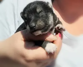 Scamp Crowd G.  - Shiba Inu Cățeluș de vânzare
