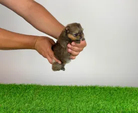 Fiby - Pomeranian eladó kiskutya