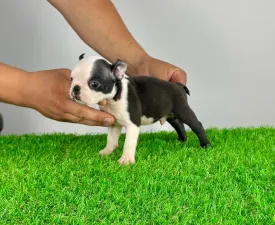 Yacco - Boston Terrier eladó kiskutya