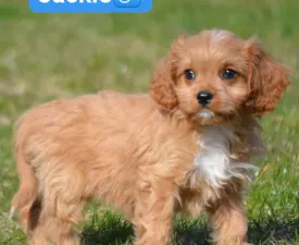 Jackie - Cavapoo eladó kiskutya