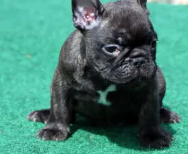 Barney - French Bulldog Puppy for sale