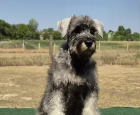 Zafír - Miniature Schnauzer Puppy for sale