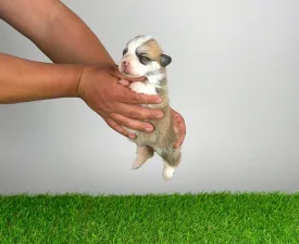 Zarek - Welsh Corgi Pembroke Štěně na prodej