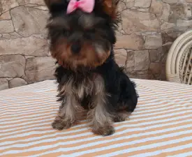 Tina - Yorkshire Terrier Cățeluș de vânzare