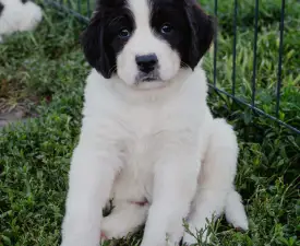 Ayla - Landseer Cățeluș de vânzare