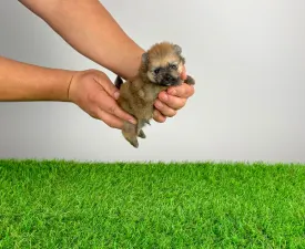 Quero - German Pomeranian Spitz Puppy for sale