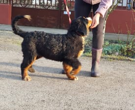 Emmy - Berner Sennenhund Angebotener Welpe