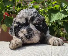 Merida - Cavapoo Puppy for sale
