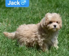 Jack - Maltipoo eladó kiskutya