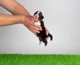 Cagan - Australian Shepherd Puppy for sale