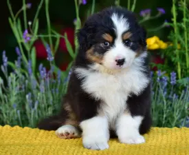 Gingers Heritage Road Boss - Australian Shepherd Puppy for sale