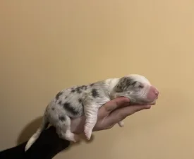 Geraniol - Border Collie Puppy for sale