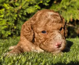 Snoop - Cavapoo Angebotener Welpe