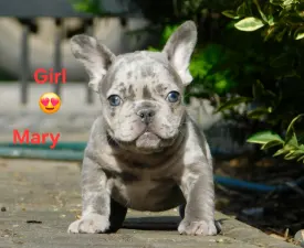 Mary - Französische Bulldogge Angebotener Welpe