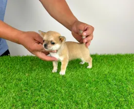 Esta - Chihuahua Angebotener Welpe