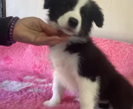 Fekete Szuka/ Female- Lilac Collar - Border collie Szczenię na sprzedaż