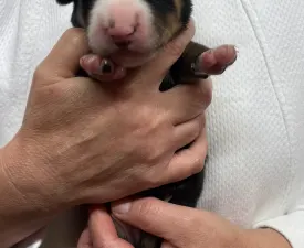 Gonzo Helvétsky Priateľ  - Entlebucher Puppy for sale