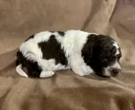 Friendly L. Kokó - Romagna Water Dog Puppy for sale