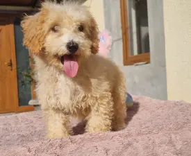Kókusz - Maltipoo Angebotener Welpe