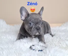Zénó  - French Bulldog Puppy for sale