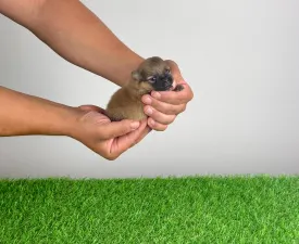 Roni - Pomeranian Cățeluș de vânzare