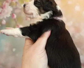 Chicago - Ciobănesc american în miniatură Cățeluș de vânzare