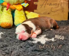 Budnat Aussies Hey Have It All - Australian Shepherd Angebotener Welpe