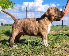 Unique Blood Echo - Amerikai staffordshire terrier eladó kiskutya