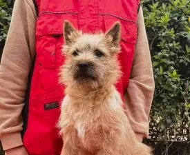 Aston Russtil K.o. - Cairn Terrier Angebotener Welpe