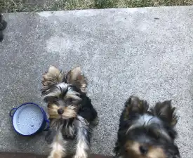 Csenge - Yorkshire Terrier eladó kiskutya