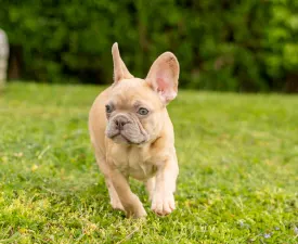 Diana - Bouledogue français Chiot à vendre