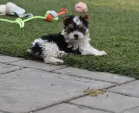 Prada - Biewer Terrier Puppy for sale