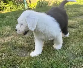 Cornelius - Old English Sheepdog Puppy for sale