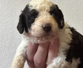 Burito - Spanyol vízikutya eladó kiskutya