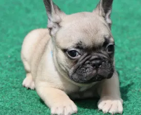 Elvis - French Bulldog Puppy for sale