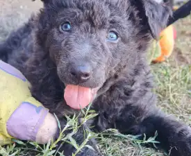Dzsigoló - Mudi Puppy for sale