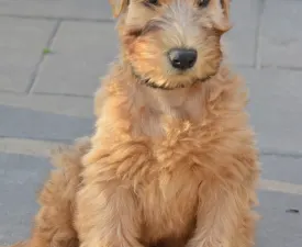 Eden - Irish Soft Coated Wheaten Terrier Puppy for sale