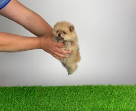 Ziro - Zwergspitz Angebotener Welpe