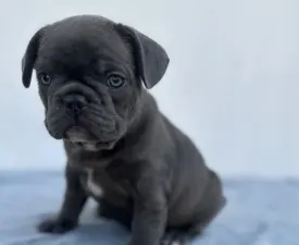 Edward - Francia bulldog eladó kiskutya